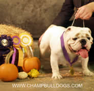 English Bulldogs 